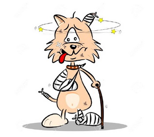 Pronto soccorso per cani e gatti